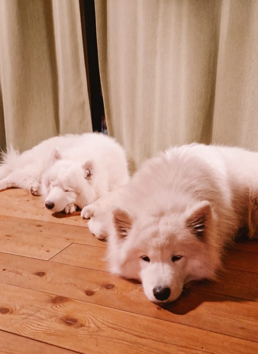 Zimmer Lake Resort Pressegger See