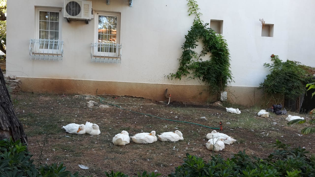 Enten im Hotel  Teos Village