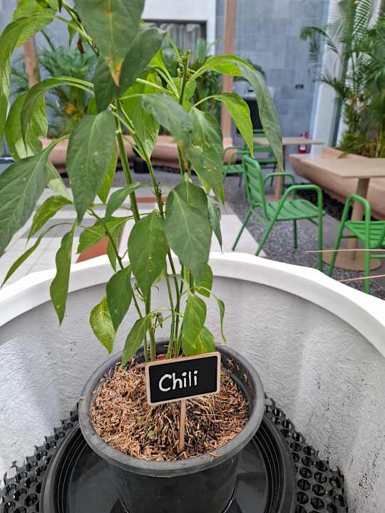 Gastro ASAI Bangkok Chinatown