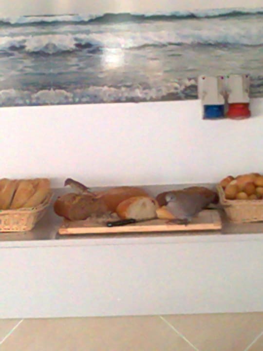 Spatzen und Tauben auf dem Brot, lecker! THB Lanzarote Beach