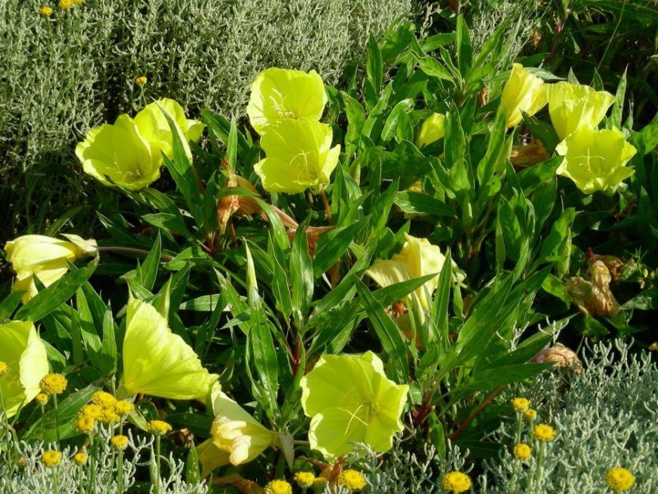 Gartenanlage Hotel Materada Plava Laguna