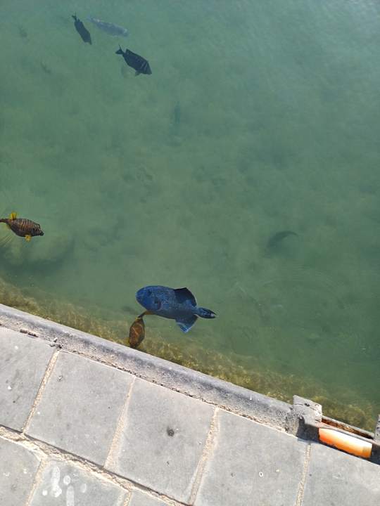 Sonstiges Pickalbatros Dana Beach Resort - Hurghada