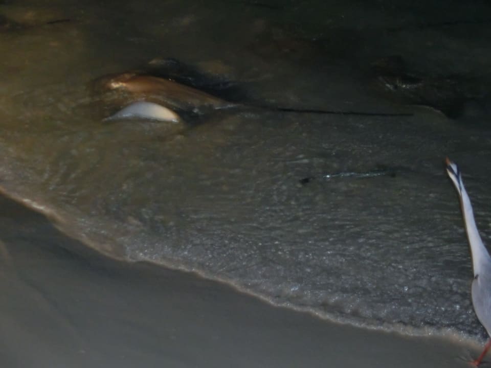 Rochenfütterung Kuramathi Maldives