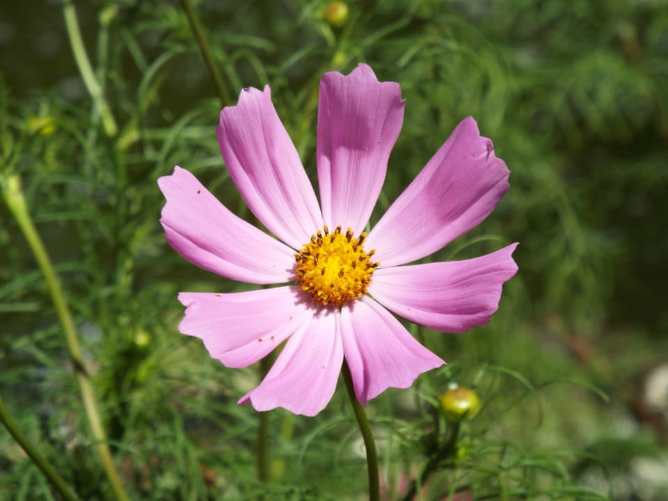 Blüte Kalahari Anib Lodge