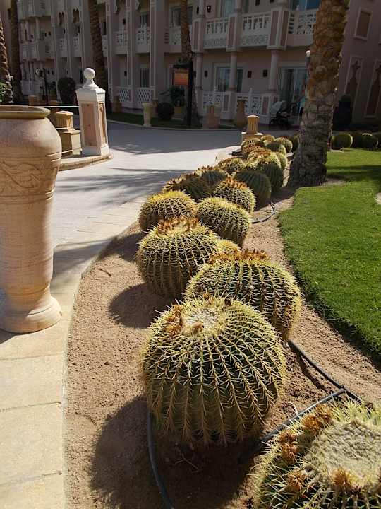 Garten Albatros Palace Resort Pickalbatros Palace Resort