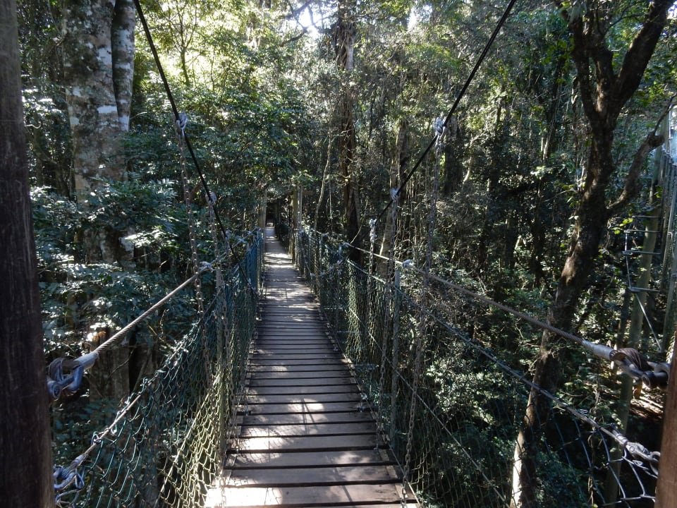 Tree-Top-Walk O'Reilly's Rainforest Resort