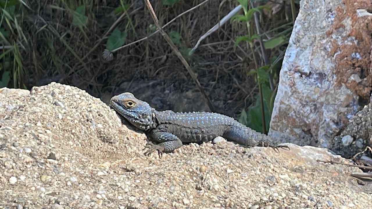 Sonstiges Seven Seas Palmeras Bay Alanya