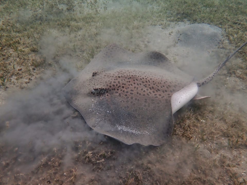 Sport & Freizeit Shams Alam Beach Resort