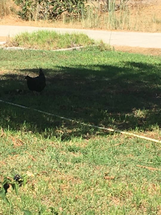 Gartenanlage Ilaria Hotel