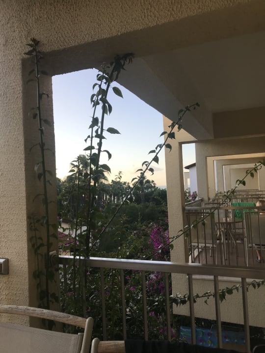 Ausblick Arum Barut Collection