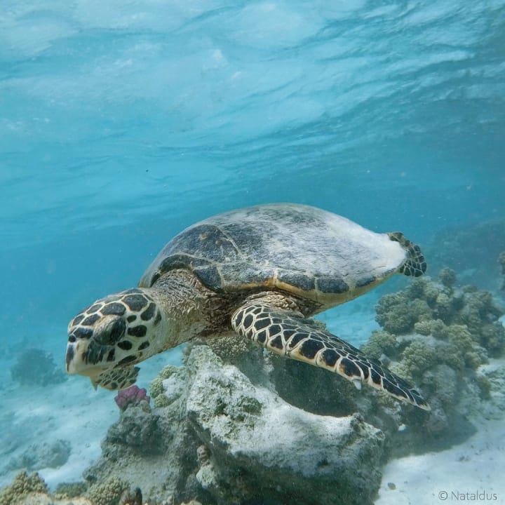 Strand Three Corners Fayrouz Plaza Beach Resort