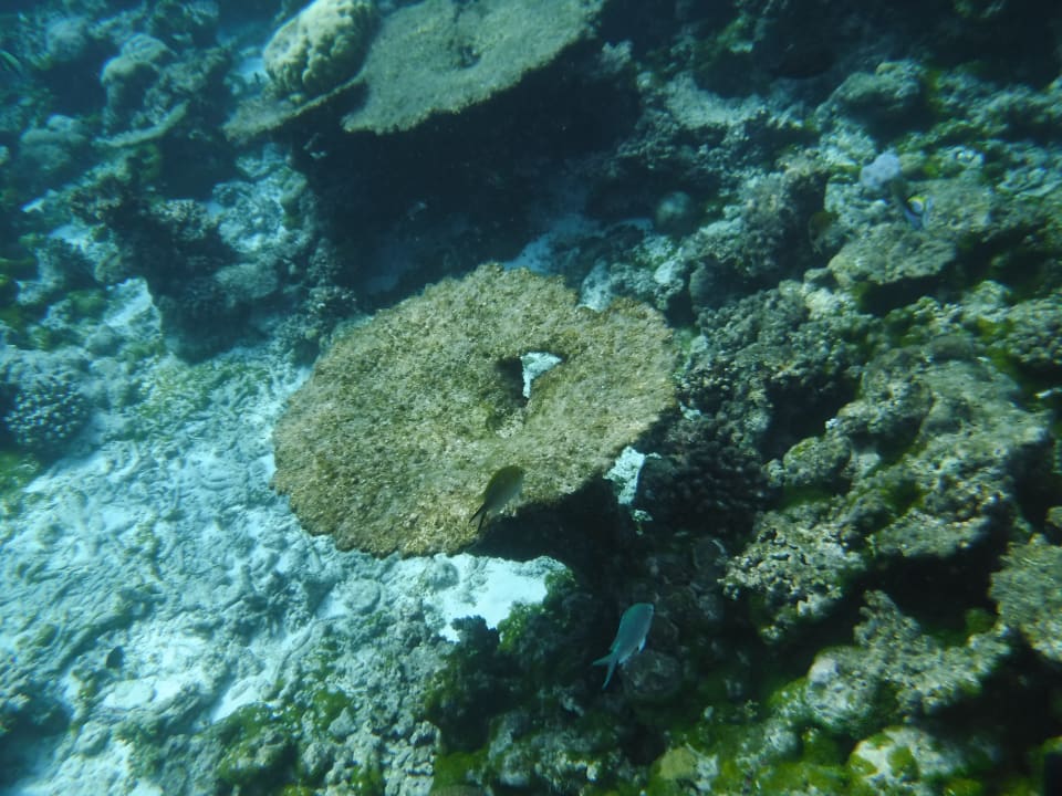 Riffe Summer Island Maldives