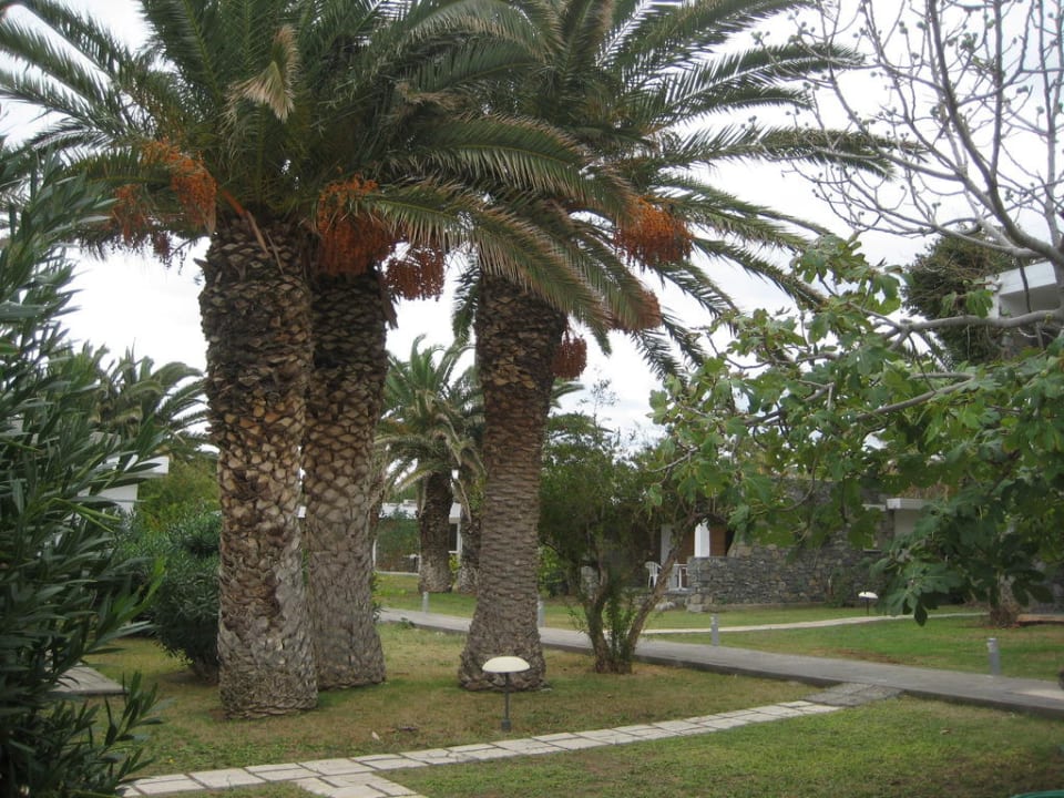 Gartenanlage  Civitel Creta Beach