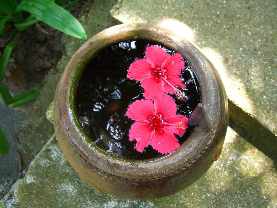 Ciotola con acqua per togliersi la sabbia Hotel Coral Island Resort