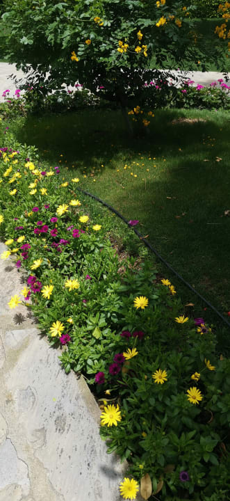 Gartenanlage Arum Barut Collection