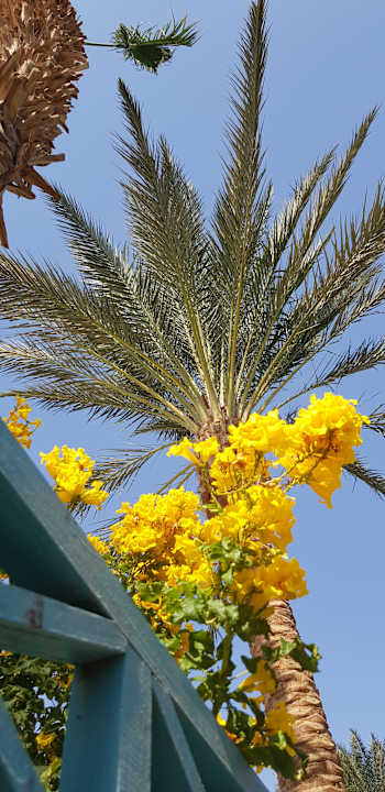 Gartenanlage Giftun Azur Resort