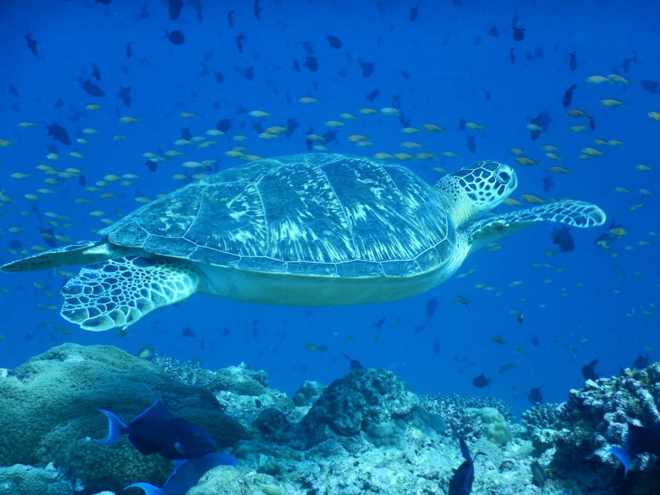 Schildkröte NH Collection Maldives Reethi Resort