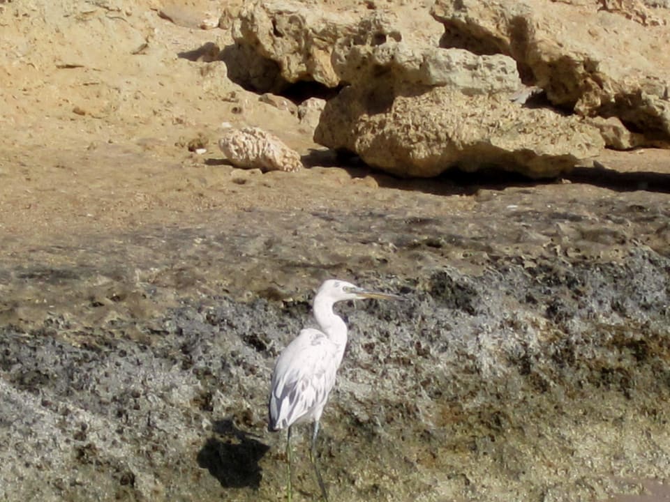 . Fantazia Resort Marsa Alam