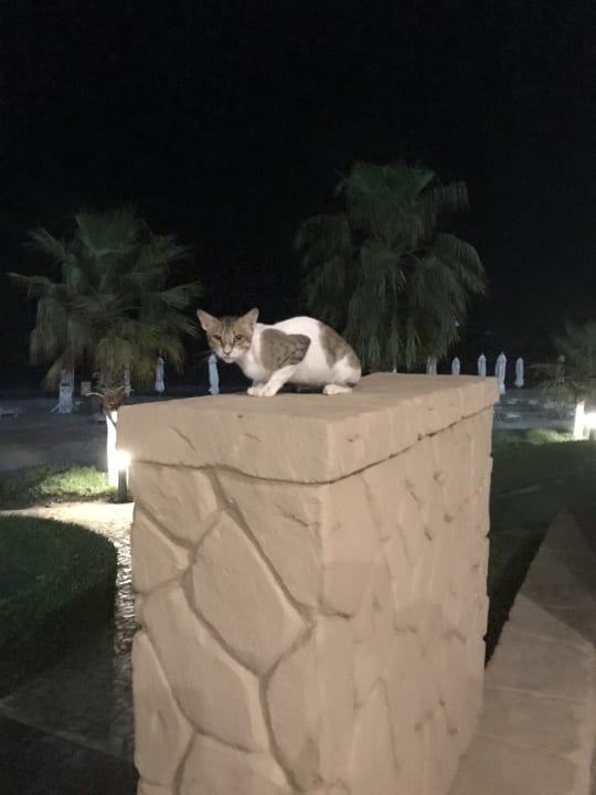 Gartenanlage Radisson Blu Resort Fujairah