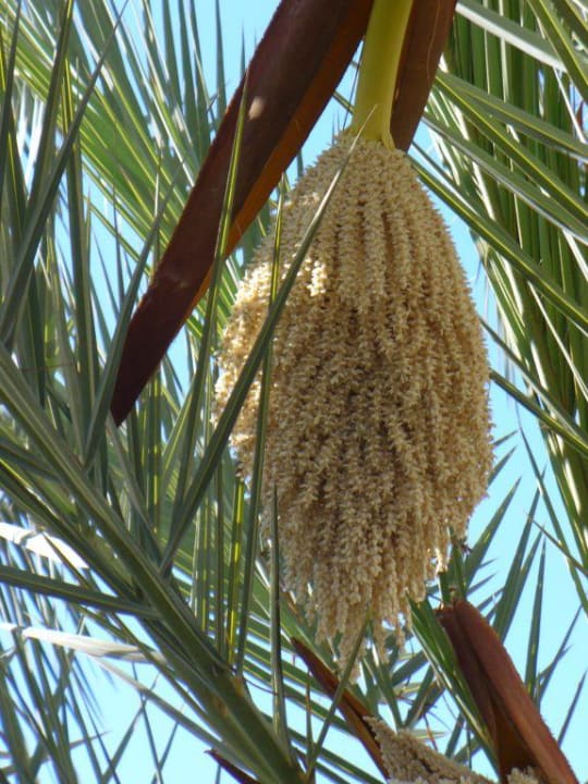 Garten Iberostar Waves Mehari Djerba