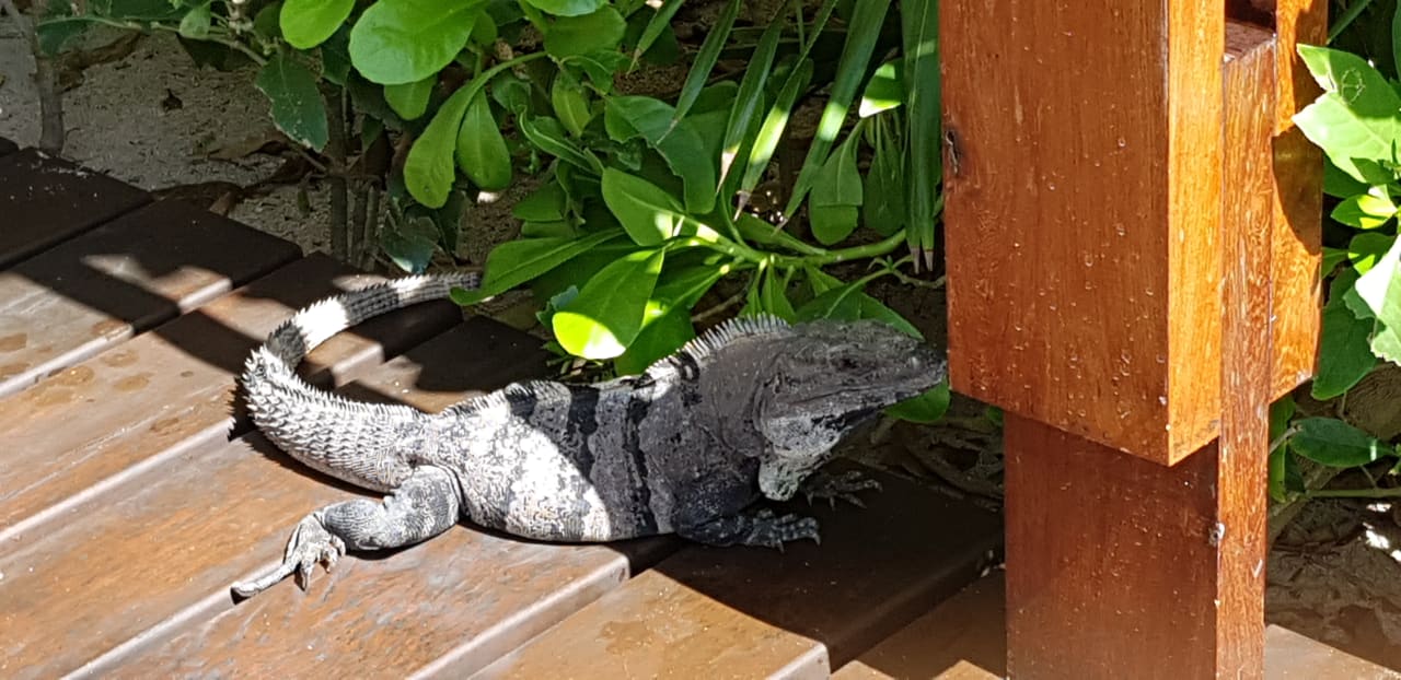 Außenansicht Akumal Bay Beach & Wellness Resort