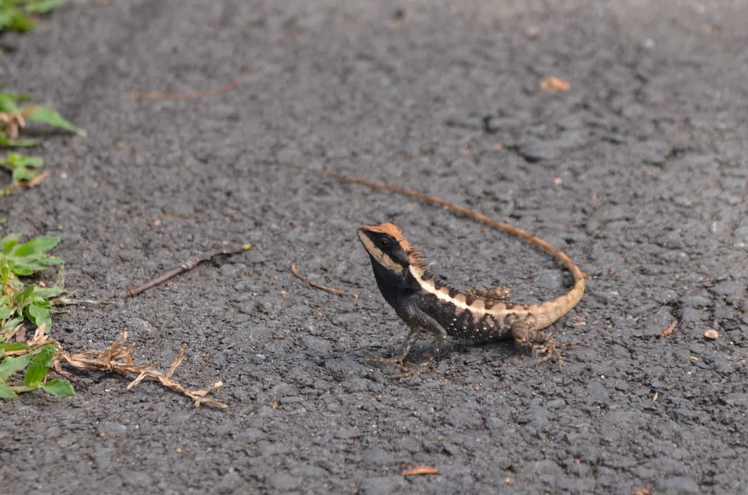 Agame  Moracea by Khao Lak Resort