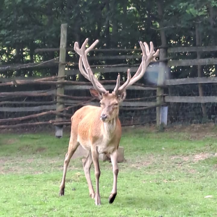 Sonstiges AHORN Waldhotel Altenberg