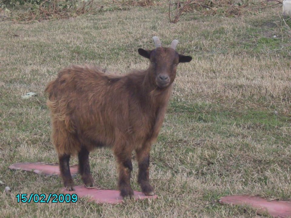 wir wohnen auch im Belek Beach Resort Belek Beach Resort Hotel