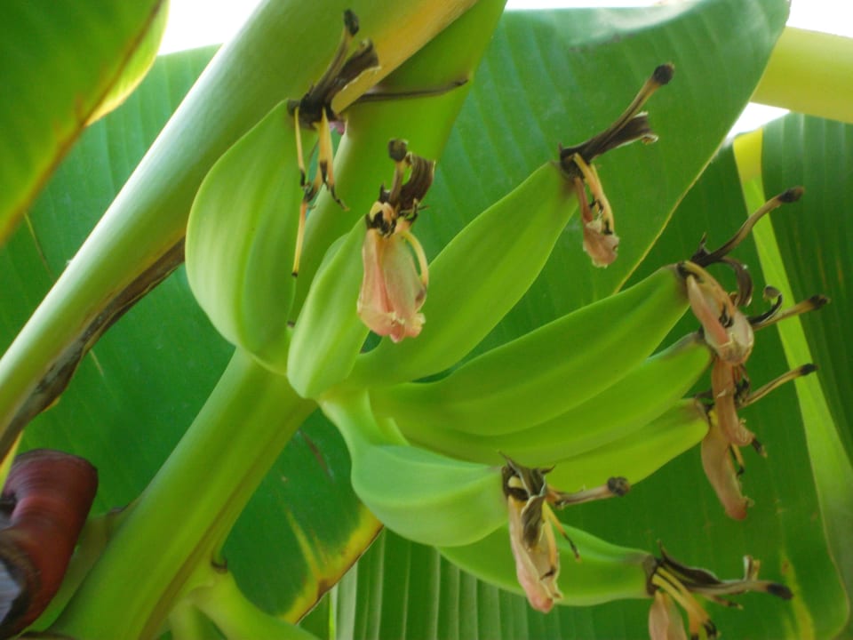 Bananen in der Hotelanlage im Tigaki Star Hotel Tigaki's Star