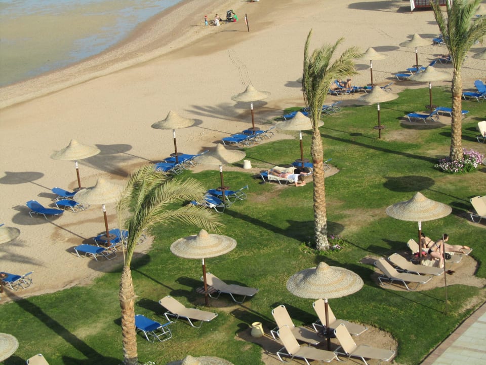 Trawa prawdziwa JAZ Aquamarine Resort