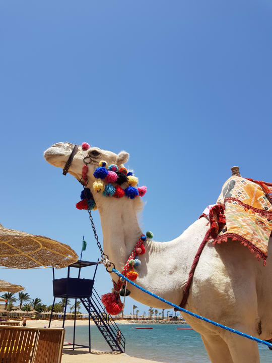 Sport & Freizeit Desert Rose