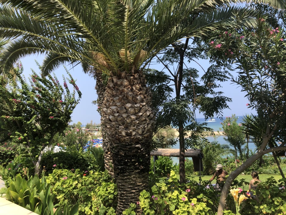 Gartenanlage Crystal Springs Beach Hotel
