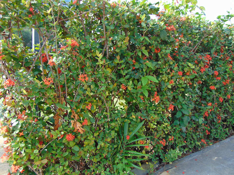 Gartenanlage Sofitel Malabo Sipopo Le Golf