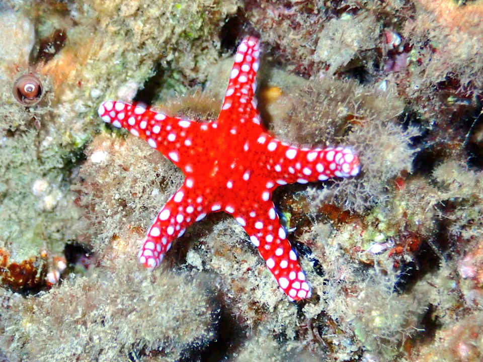 Sport & Freizeit Shams Alam Beach Resort