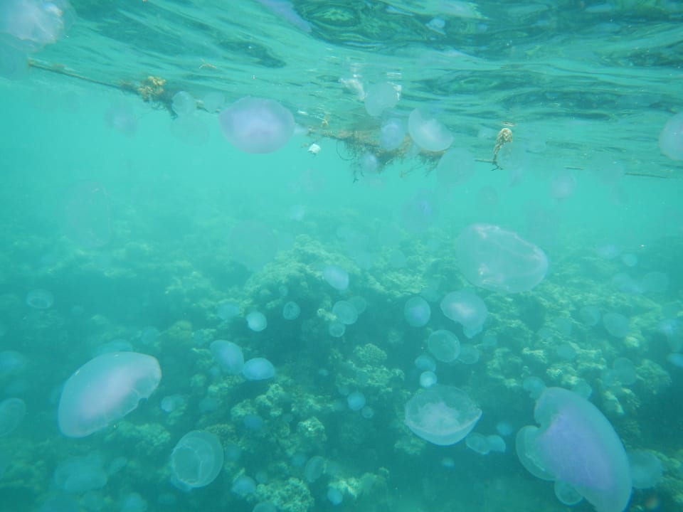 Die ständigen Begleiter im Meer Stella Beach Resort & Spa Makadi Bay