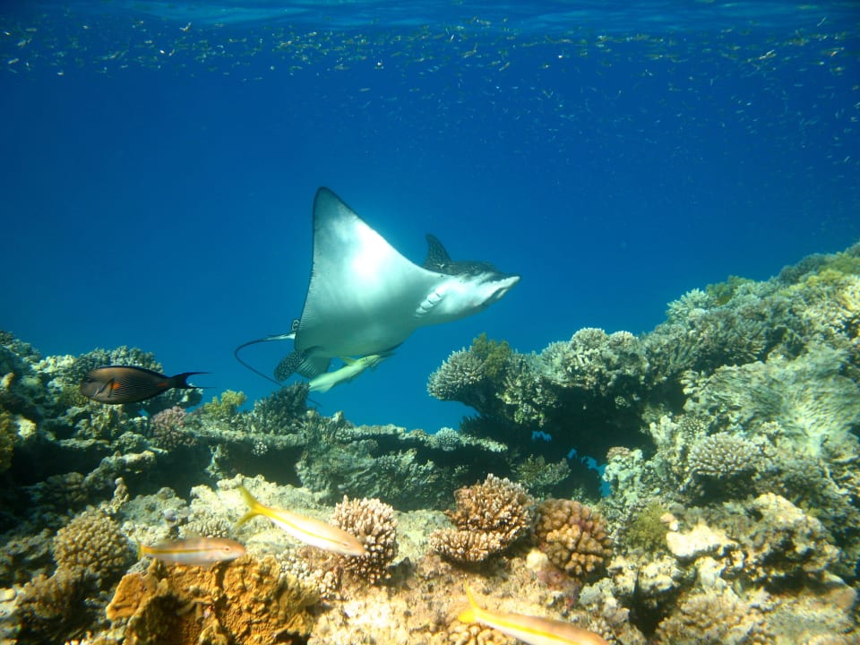 27 Stella Beach Resort & Spa Makadi Bay