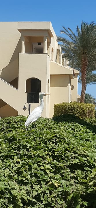 Gartenanlage Stella Garden Resort & Spa, Makadi Bay