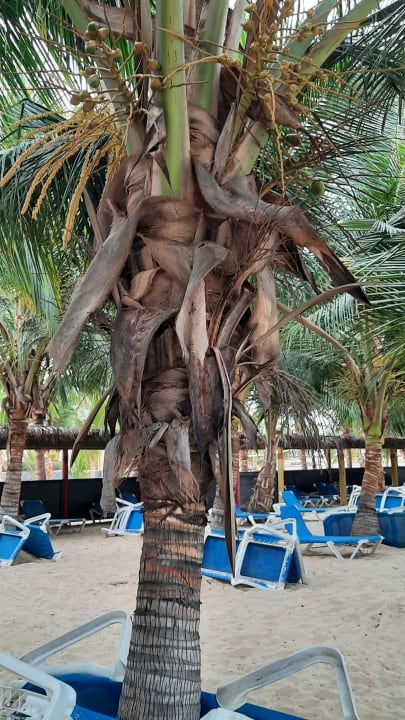 Strand Hotel Riu Cabo Verde