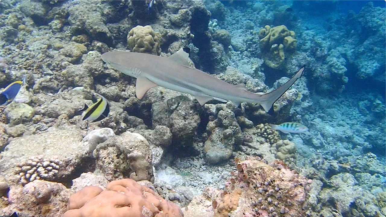 Sonstiges Vilamendhoo Island Resort & Spa