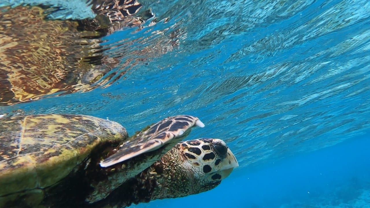 Sport & Freizeit NH Collection Maldives Reethi Resort