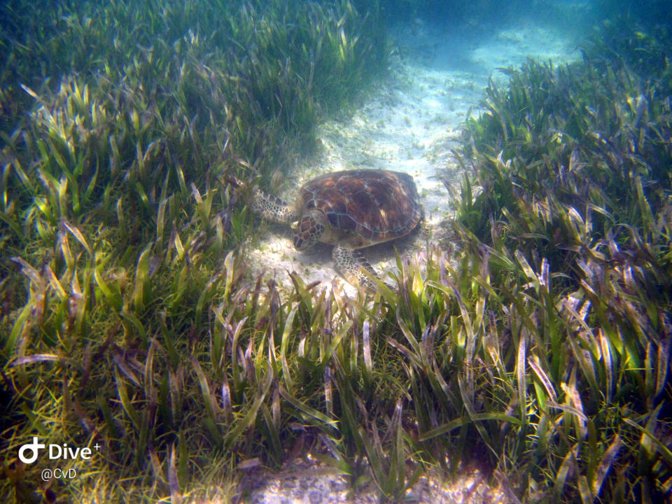 Sport & Freizeit Akumal Bay Beach & Wellness Resort