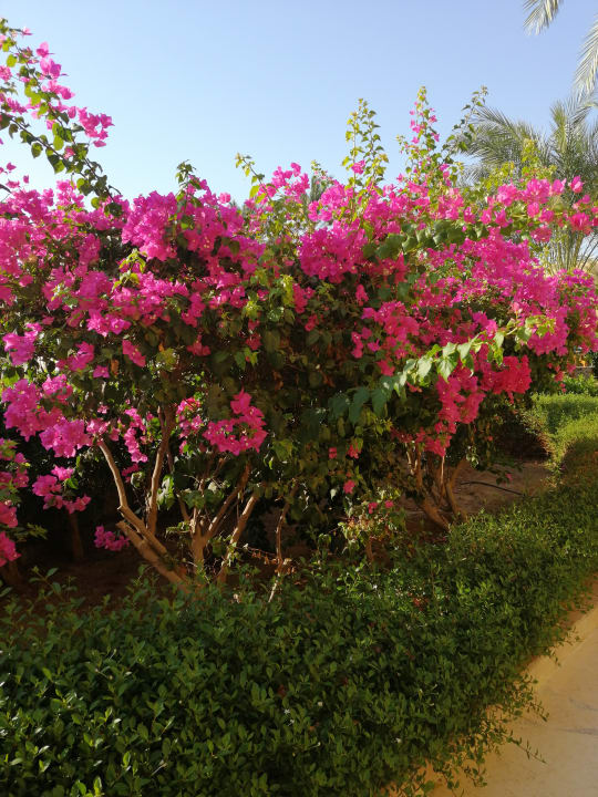 Gartenanlage Three Corners Rihana Resort Deluxe