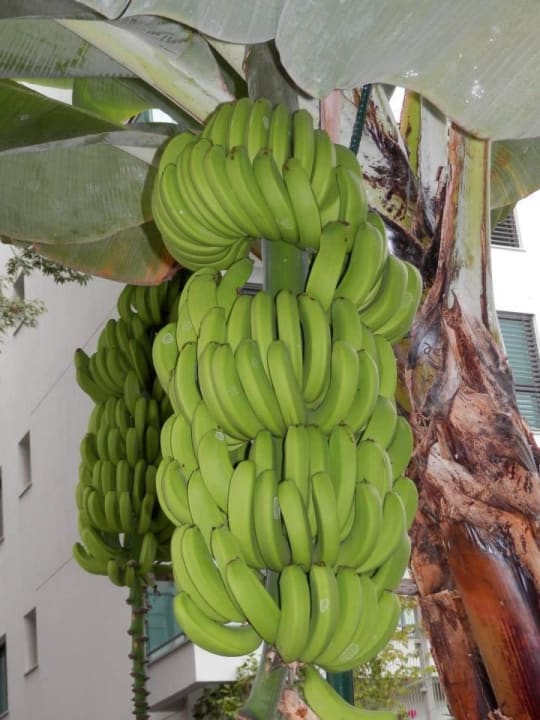 Banány u hotelu Dorisol Estrelicia Hotel