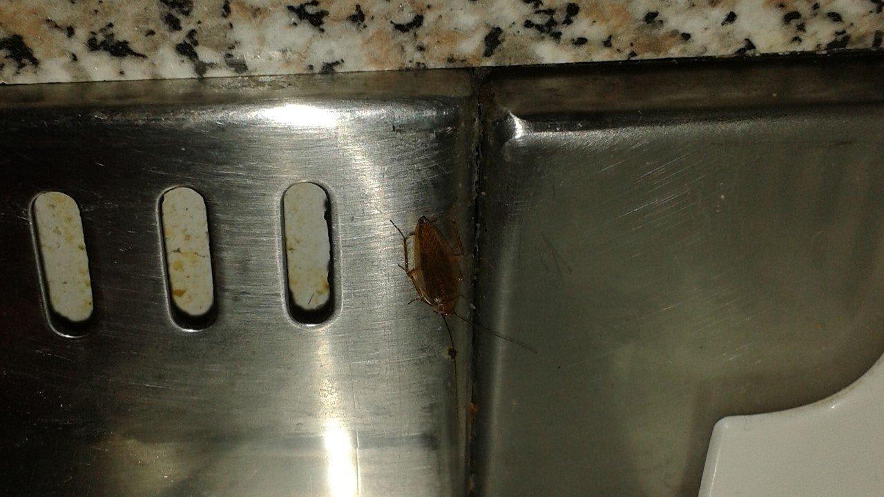 Küchenschaben als Mitbewohner Hotel Bellariva