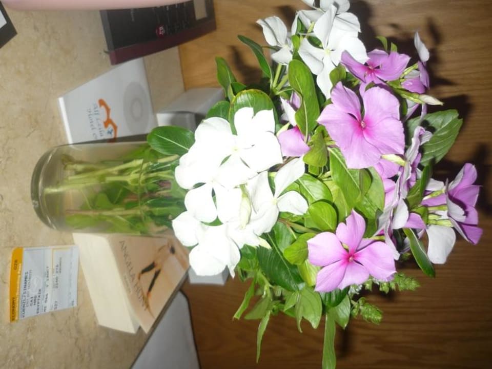 Blümchen erhalten die Freundschaft Pickalbatros Alf Leila Wa Leila Resort - Neverland Hurghada