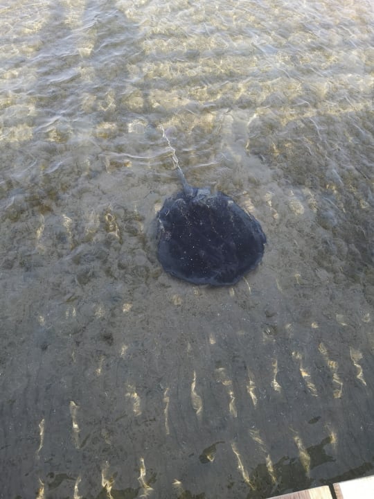 Strand Cleopatra Luxury Resort Makadi Bay