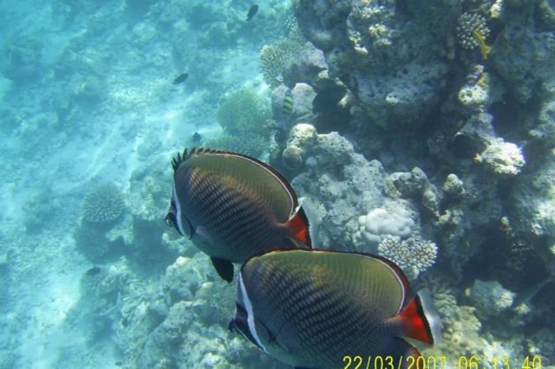 Fische Eri Maldives