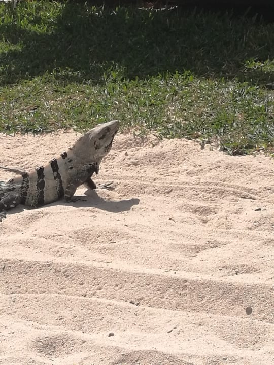 Außenansicht Akumal Bay Beach & Wellness Resort