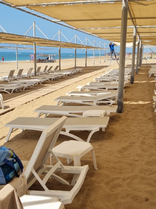 Strand Seashell Vega