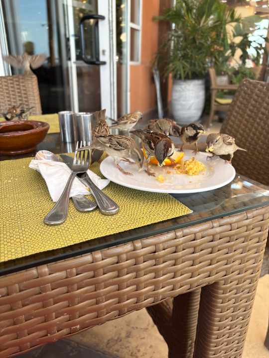 Gastro Novotel Marsa Alam Beach Resort